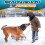 Hundeohrenschützer Grau M Waschbar Elastisch 4