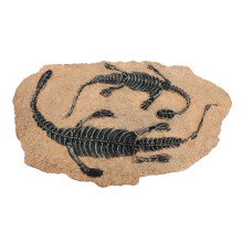 Crâne en résine, modèle fossile de dinosaure, taille 31 16 11,5 cm