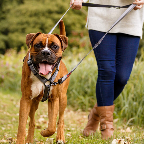 Halti Halti Double-Ended Lead For Dogs | Size Large, Black, 2m 2