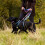 Halti Halti Double-Ended Lead For Dogs | Size Large, Black, 2m 4