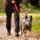 Halti Halti Double-Ended Lead For Dogs | Size Large, Black, 2m 5
