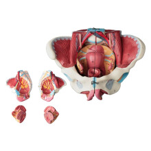 Modèle D'Anatomie Du Bassin Féminin Démonté en PVC avec Muscle Du Plancher, Modèle de Nerfs, Fournitures de Laboratoire, Bassin Utérin