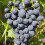 Winorośl Cabernet Cantor 2L 1