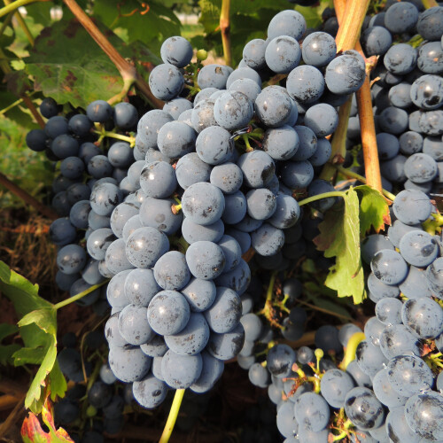Vine Regent 2L