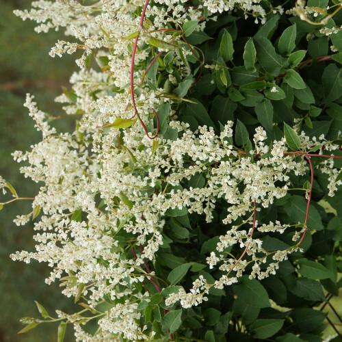 Schlingknöterich Aubert 2L