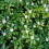 Runianka japońska Green Sheen 1L 1