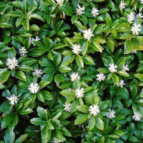 Japanischer Ysander Green Sheen 1L