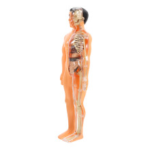 4Sets Leerzaam Kinder Anatomie Model Met Afneembare Organen En Skelet