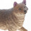 2Pcs Realistic Plastic Wolf Figurines for Kids Play and Table Decor 8