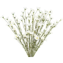 10 bpíosa gais shaorga lile an ghleanna 53cm