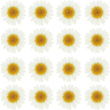 48 Flores de Margarida Secas Prensadas Naturalmente - Materiais para Artesanato
