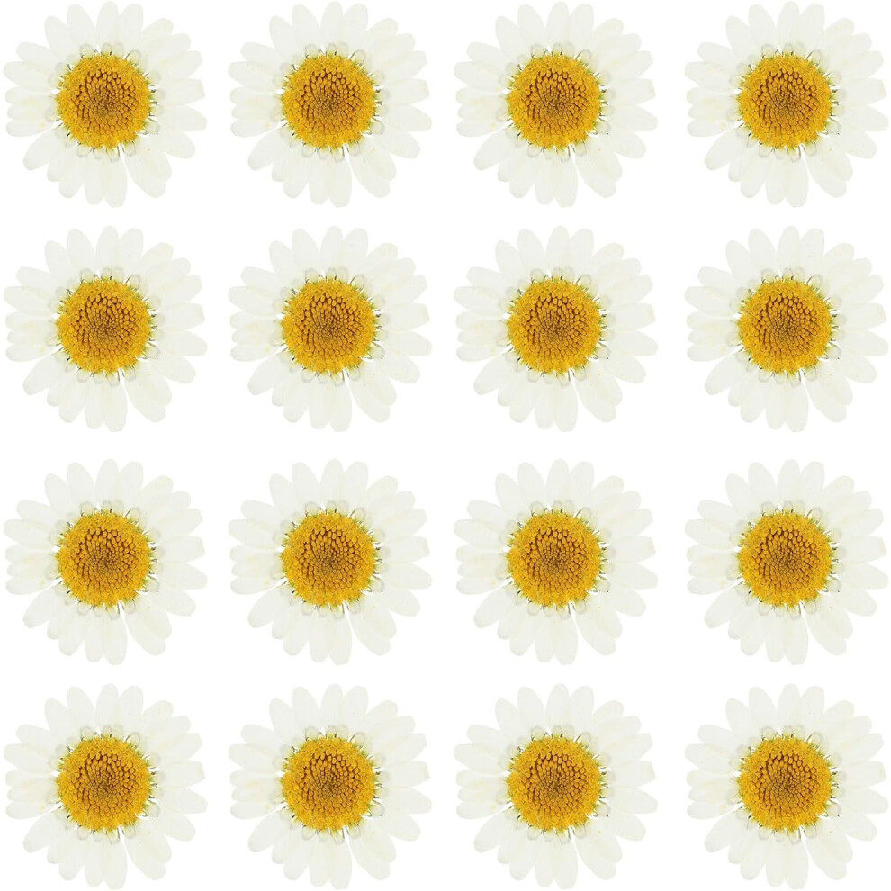 Dried Daisy Flowers Pressed Decoration 48 Pcs 9023022058478