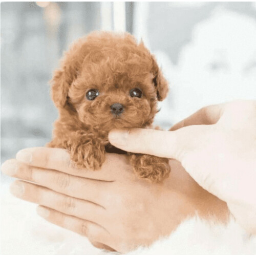 Realistic Robot Puppy 2025 – Walking, Barking, Tail Wagging Interactive Electronic Stuffed Dog