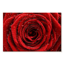 Quadro em tela com rosa vermelha úmida, 30x20cm