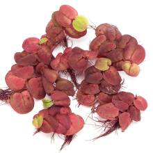 K2AQUA Phyllanthus Fluitans Red Root Floater Portion Live Aquarium Floating Plants Tropical Fish Tank Decor
