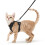 rabbitgoo Cat Harness and Lead Set, Escape Proof Kitten Harness with 1
