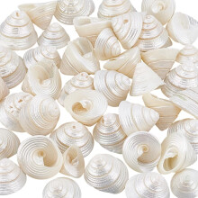 Natürliche, ungebohrte Spiralmuscheln, 100 g (42 Stück)