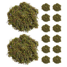 Groene Mos Voor Binnenplanten En Bloemschikking Decor