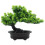 Műfenyő bonsai fa ívelt törzzsel, 23cm 1