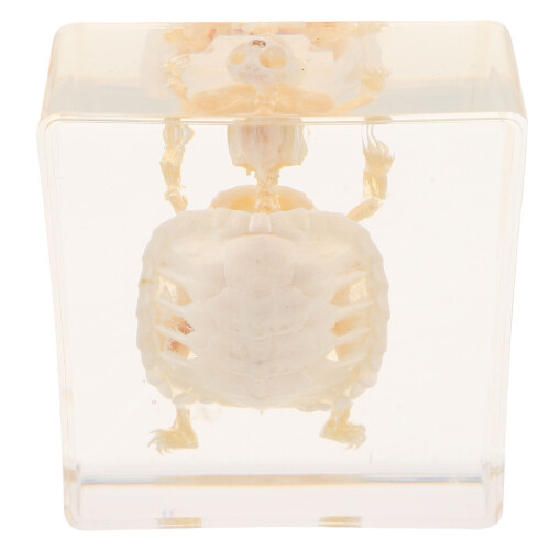 Turtle Bone Specimen for Biology Learning and Collector Display