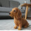 Cachorro de pelúcia macio Aonerit dachshund, 1 peça 4