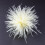 Broche de pluma de avestruz, 1 pieza 7