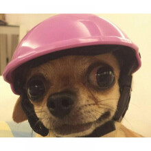 Casque pour animaux de compagnie, style motard, protection pour chien, chat, chiot, casquette de motard, déguisements pour chiens