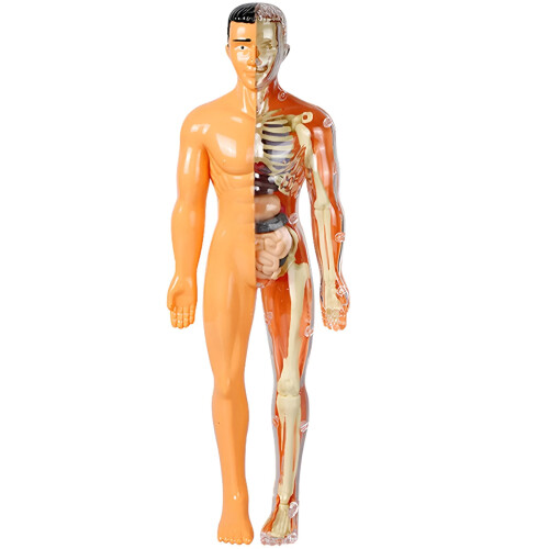 Jucărie model schelet uman pentru copii, kit educațional de anatomie