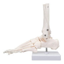 Foot Skeletal Model,Tarsus, Metatarsal and Phalanges of the Human Left Foot, Simulating Natural Motion