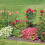 Set di 4 supporti rotondi per pomodori, 60 cm 11