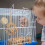 Set Accesorii Hamster 5 buc. 2