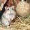 Set Accesorii Hamster 5 buc. 9
