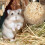 Set Accesorii Hamster 5 buc. 15