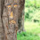4-osainen Tree Face ja kulmakarvat 2