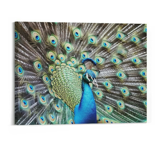 Quadro em tela com pavão, 50,8 x 40,6 cm (20 x 16 polegadas)