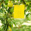 Rectangular insect traps 20-pack Yellow 5