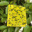 Rectangular insect traps 20-pack Yellow 6
