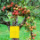Rectangular insect traps 20-pack Yellow 7