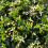 Kletter-Spindelstrauch Sunspot 2L 2