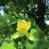 Tulipanowiec Amerykański 2L 4