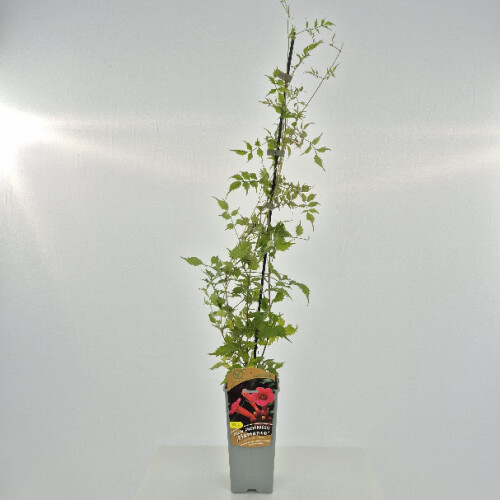 Milin amerykański Flamenco 2L 1