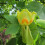 Tulipanowiec Amerykański 2L 5