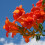 Milin amerykański Flamenco 2L 4