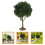 3Pièces Mini Arbres En Plastique Durable Pour Micro Paysage 11