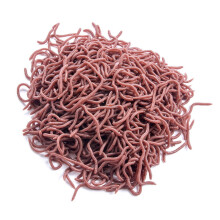 50 pezzi di esche morbide a forma di verme rosso per la pesca di gamberetti e spigole (8 cm, rosso-marrone)
