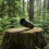 16x52 HD Monocular Telescope for Adults Black 1 PC 5