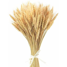 17.7" Natural Dried Wheat Stalks, 100 Stems for Home, Wedding, Farmhouse DIY Decor & Centerpieces