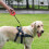 LED-Rollleine für Hunde mit integriertem Kotbeutelspender 4