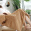 Electric Heated Blanket Twin Khaki 4