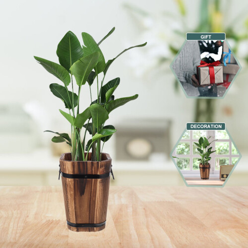 Σετ 2 γλάστρες Vintage Decor Cactus Car Μεγάλες γλάστρες εξωτερικού χώρου 1